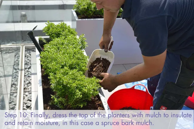 Container Mass Planting A guide to Commercial Container Planting – Process for Planting ...