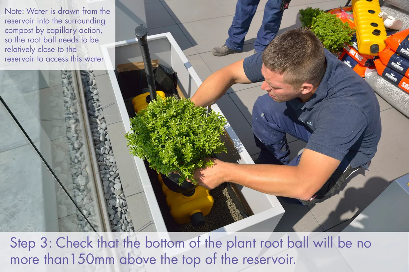 Container Mass Planting A guide to Commercial Container Planting – Process for Planting ...